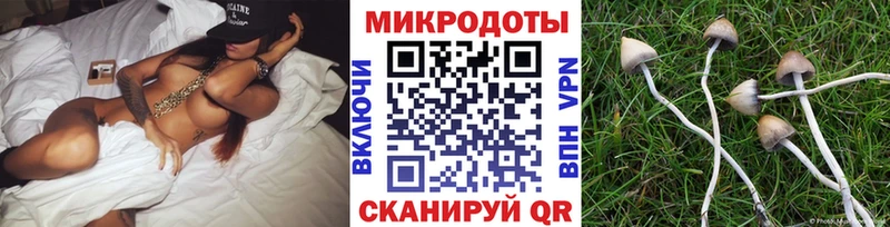 kraken вход  Заречный  Псилоцибиновые грибы Cubensis 